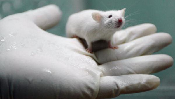 Un nuevo compuesto frena en ratones la enfermedad renal causada por diabetes