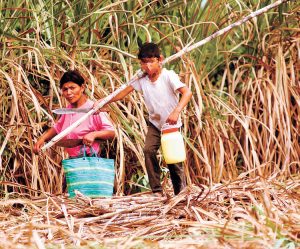 Bolivia promueve consumo de azúcar libre de trabajo infantil 