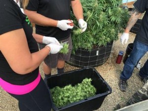 Abren en Oregon tiendas de marihuana recreativa