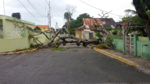 Fuertes vientos del huracán Matthew en Barahona derrumban arboles 