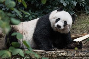 Muere en Hong Kong la panda gigante más vieja en cautividad