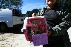 Perros y gatos abandonados encuentran hogar gracias al huracán Matthew