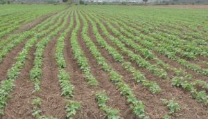 Agricultores de San Juan denuncian corre peligro temporada de siembra de habichuelas