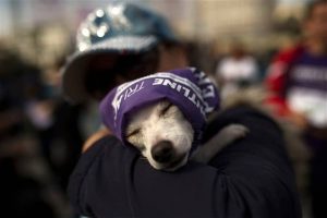 Madrid: 3.500 perros y sus dueños marchan en 5to 