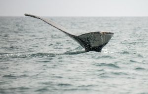 Proponen crear un santuario para ballenas en el Atlántico Sur