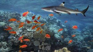 Cambio climático puede empujar algunos peces hacia depredadores