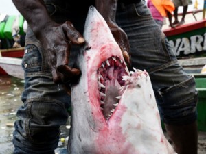Tiburones  de predadores se convierten en  presa