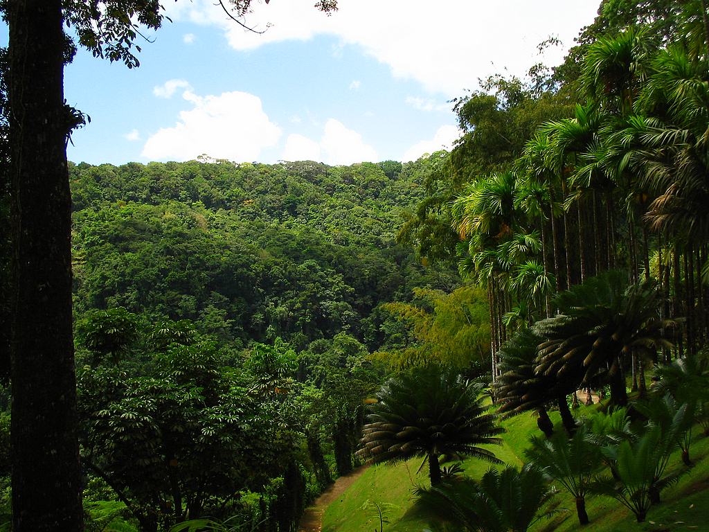 América Latina deberá cuidar sus bosques tras acuerdo climático, según la FAO