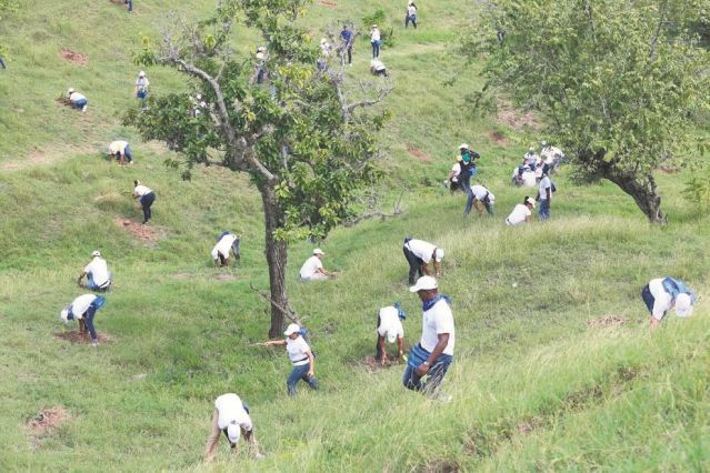 Empleados Banco Popular siembran más de 5,000 árboles