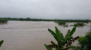 Río Yuna continúan causando estragos a la producción agrícola de la provincia Duarte