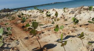 Medio Ambiente anula carretera principal hacia balneario de Cabo Rojo y Bahía de las Águilas