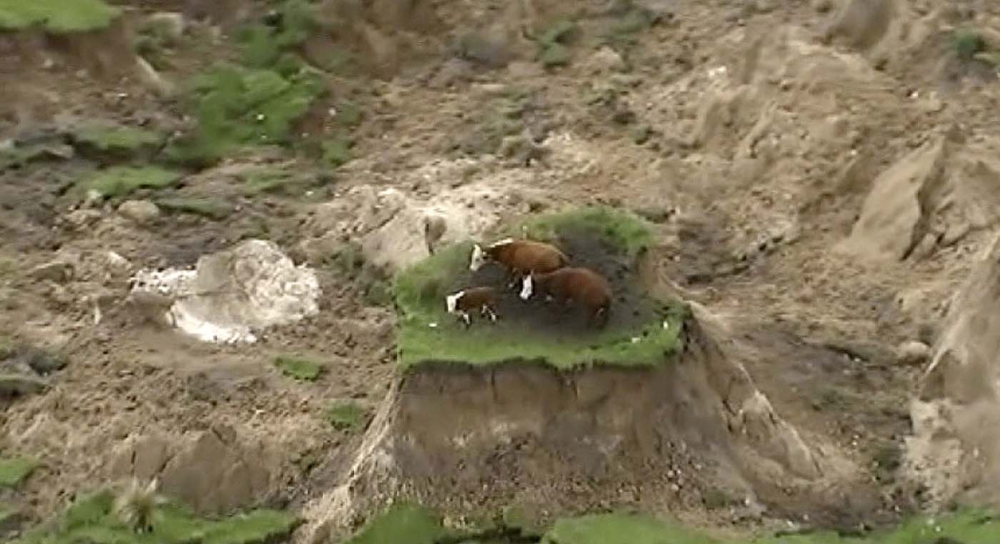 Tres vacas quedan varadas en un islote tras sismo en Nueva Zelanda