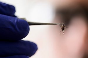 OMS: Zika dejó de ser una emergencia de salud pública mundial