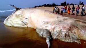 Hallan en playa cuerpo de tiburón ballena más grande de los mares