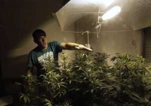 La legalización del cannabis en Uruguay se atasca
