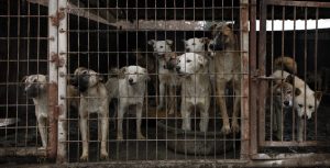 Corea del Sur acaba con la venta de carne de perro en uno de sus mercados más emblemáticos