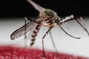 Nuevo estudio revela cómo el Zika ataca las células del cerebro en desarrollo