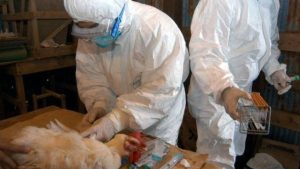 Ascienden a más de 924 mil las aves sacrificadas en Japón por gripe aviar