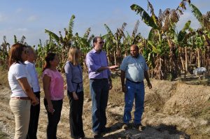 Adoexpo ayudará productores de bananos afectados por lluvias en el Cibao