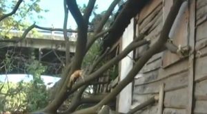Árbol destruye vivienda en Santiago