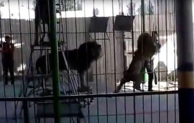 Un león de 200 kilos atacó a su domador durante una actuación