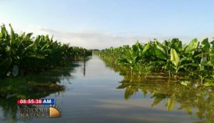 Pérdidas por inundaciones en sector bananero sobrepasan los RD$4,000 millones 
