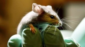 Científicos activan instinto asesino en ratones