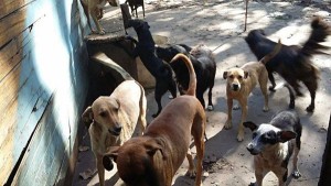  Argentina: rebajan impuestos a quienes adopten perros callejeros