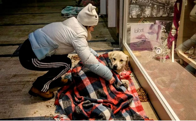 Voluntarios abrigan animales sin hogar ante ola de frío en Estambul