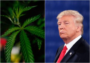 Grupo ofrece marihuana gratis el día de la investidura de Trump