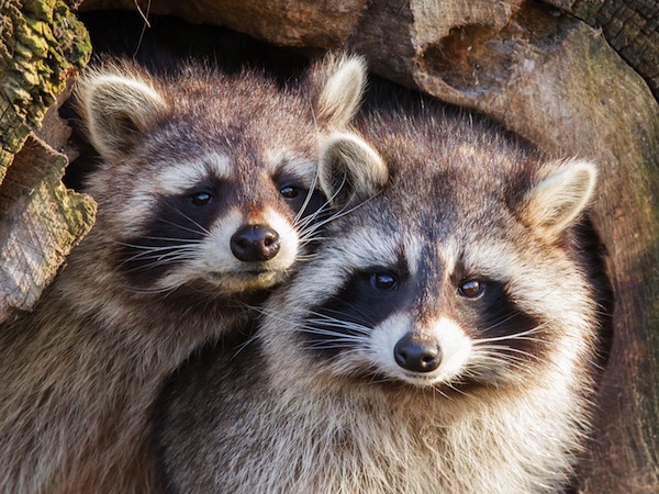 Medio Ambiente ordena incautar mapaches por ser amenaza para flora y fauna