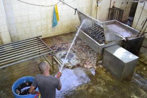 Medio Ambiente y Pro Consumidor cierran tres mataderos cercanos al río Ozama