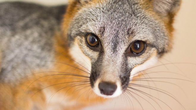 Perfume de puma: artimaña del zorro engañar a sus depredadores