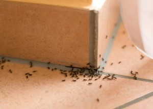 El mejor truco para erradicar las hormigas de casa