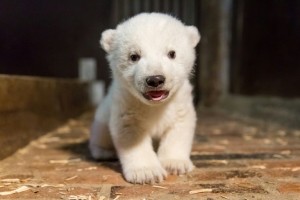 Berlín tiene a otro oso polar como nueva mascota, tras la muerte de Knut