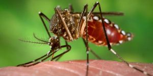 Virus del Zika baja la testosterona y afecta los testículos, según un estudio