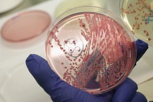 OMS urge hallar nuevos antibióticos para 12 