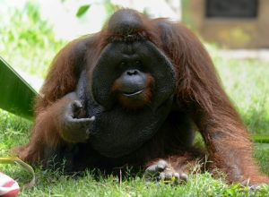 Descuartizan y se comen un orangután en Indonesia