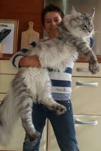 Maine Coon: la extraña raza de gato gigante que todos quieren tener