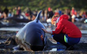 Más ballenas encallan en Nueva Zelanda, suben el total a 650