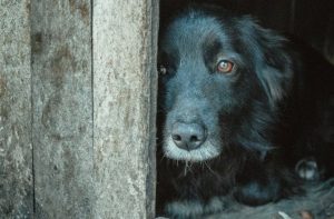 Descubre 5 cosas que deprimen a los perros