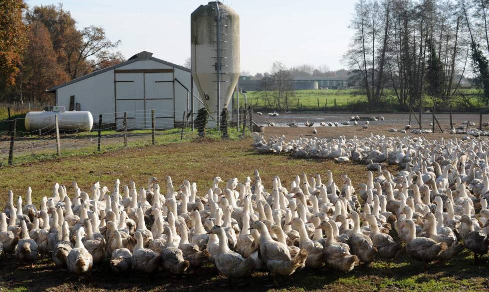 Francia sacrificará 600.000 patos para erradicar la gripe aviar