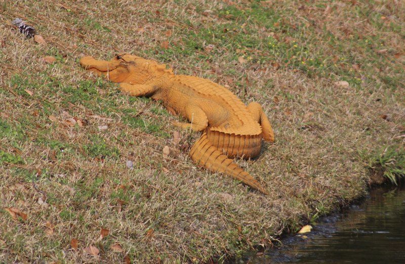 Un caimán anaranjado intriga a vecinos en Carolina del Sur