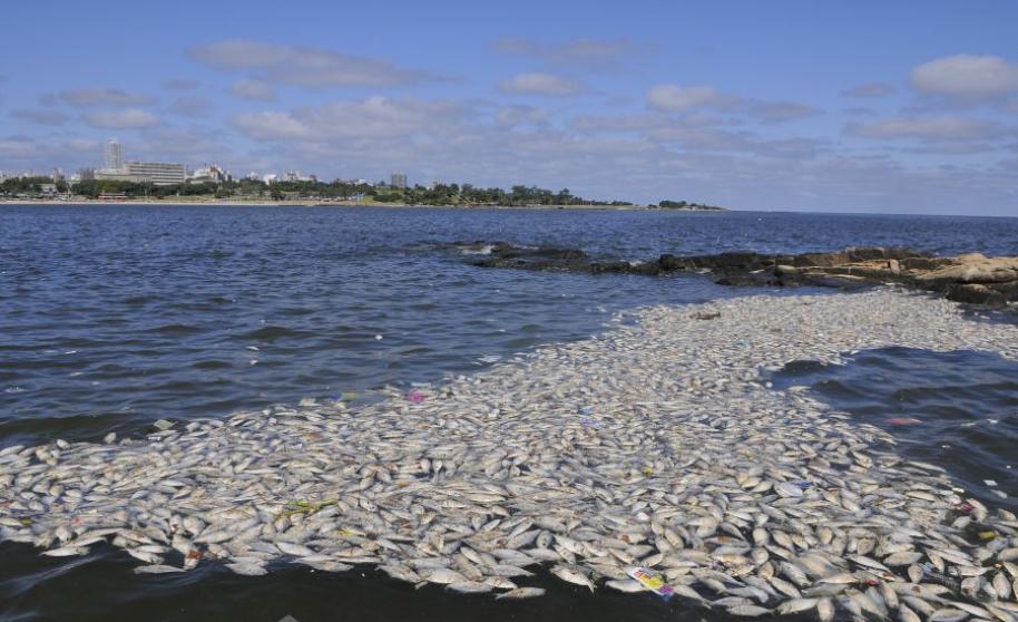Uruguay: Aparecen cientos de peces muertos en playas ante ola de calor