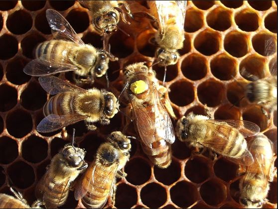 Familiares de niño picado por abejas en La Vega piden traslado de criadero