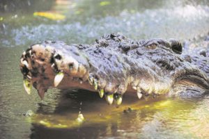 México: Capturan a cocodrilo que mató a un hombre
