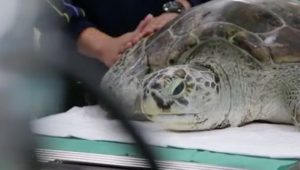 Muere  la tortuga a la que le sacaron 915 monedas del estómago en Tailandia