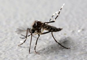 OMS pide mantener fuerte vigilancia ante zika, incluso en países sin casos