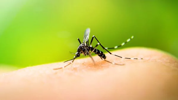 ¿Por qué? Los mosquitos pican más a algunas personas aquí te decimos 7 rezones.