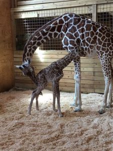 En un suceso visto por más de un millón de personas, la jirafa April finalmente dio a luz a su cría